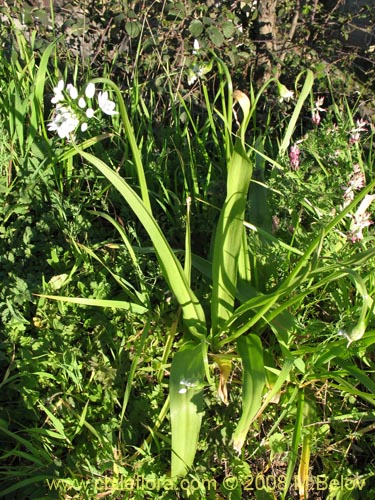 Фотография Allium neapolitanum (Lagrimas de la virgen). Щелкните, чтобы увеличить вырез.