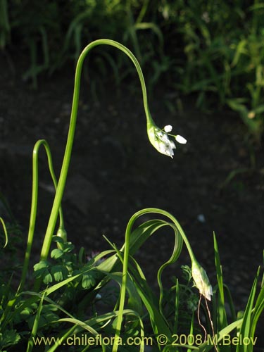 Bild von Allium neapolitanum (Lagrimas de la virgen). Klicken Sie, um den Ausschnitt zu vergrössern.