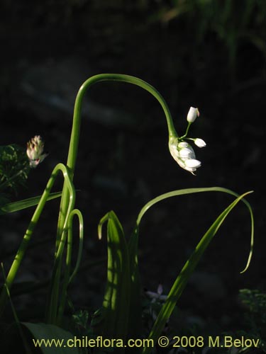 Bild von Allium neapolitanum (Lagrimas de la virgen). Klicken Sie, um den Ausschnitt zu vergrössern.