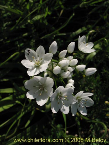 Фотография Allium neapolitanum (Lagrimas de la virgen). Щелкните, чтобы увеличить вырез.