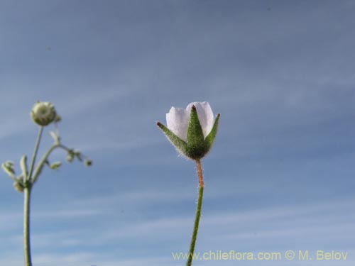 Imágen de Cristaria sp. #2085 (). Haga un clic para aumentar parte de imágen.