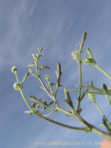 Imágen de Cristaria sp. #2085 (). Haga un clic para aumentar parte de imágen.