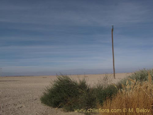 Imágen de Cristaria sp. #2085 (). Haga un clic para aumentar parte de imágen.