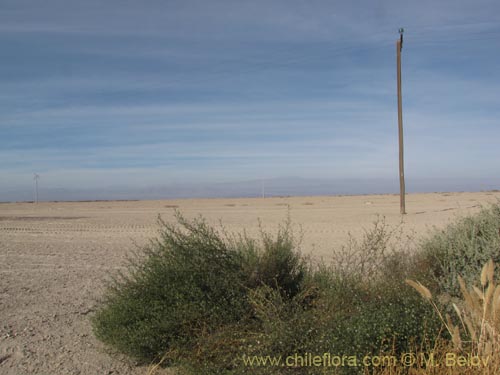 Imágen de Cristaria sp. #2085 (). Haga un clic para aumentar parte de imágen.