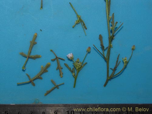 Image of Cristaria sp. #2085 (). Click to enlarge parts of image.