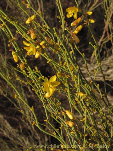 Image of Fabaceae sp. #2086 (). Click to enlarge parts of image.