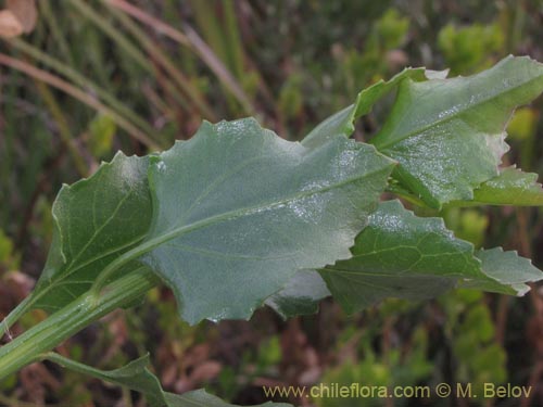 Bild von Asteraceae sp. #2098 (Asteraceae). Klicken Sie, um den Ausschnitt zu vergrössern.