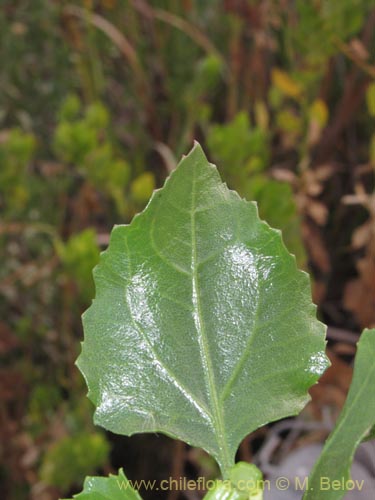 Bild von Asteraceae sp. #2098 (Asteraceae). Klicken Sie, um den Ausschnitt zu vergrössern.