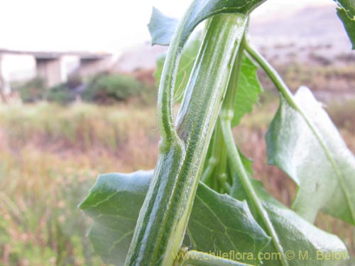 Image of Asteraceae sp. #2098 (Asteraceae). Click to enlarge parts of image.