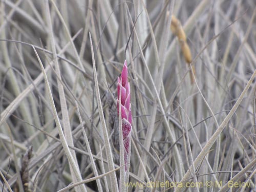 Фотография Tillandsia macronae (). Щелкните, чтобы увеличить вырез.