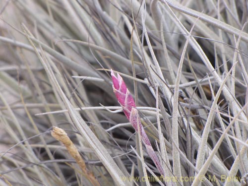 Фотография Tillandsia macronae (). Щелкните, чтобы увеличить вырез.