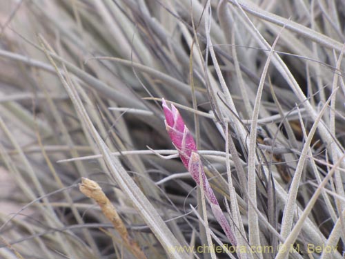 Фотография Tillandsia macronae (). Щелкните, чтобы увеличить вырез.