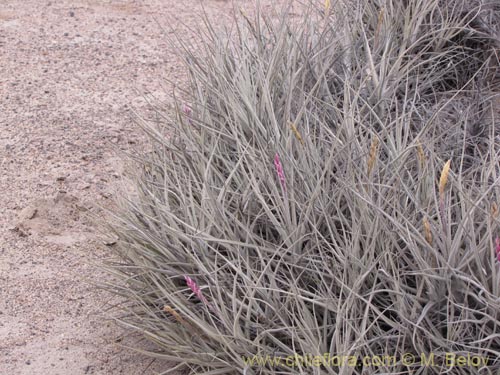 Imágen de Tillandsia macronae (). Haga un clic para aumentar parte de imágen.