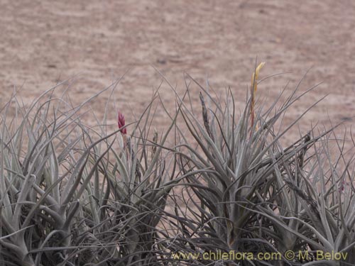 Tillandsia macronae的照片