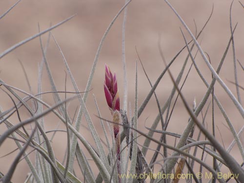 Tillandsia macronae的照片