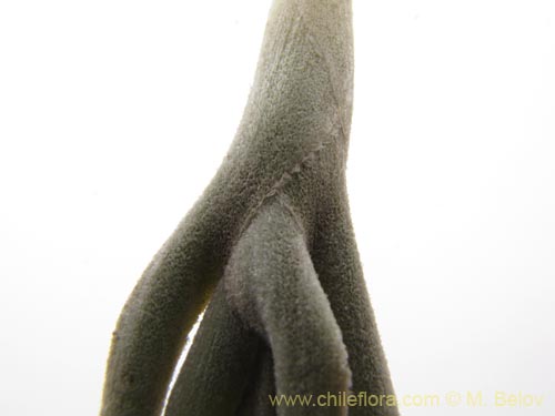 Image of Tillandsia macronae (). Click to enlarge parts of image.