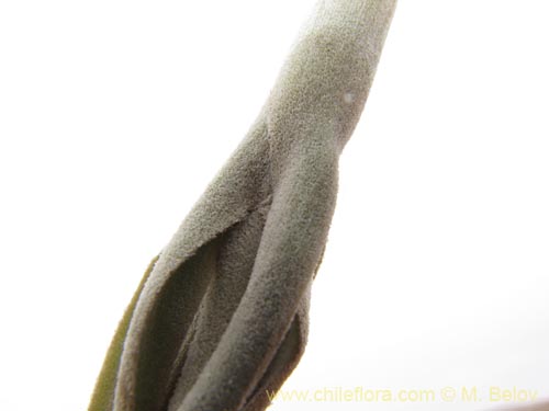 Фотография Tillandsia macronae (). Щелкните, чтобы увеличить вырез.