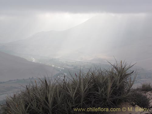 Image of Tillandsia macronae (). Click to enlarge parts of image.