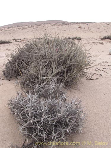 Imágen de Tillandsia macronae (). Haga un clic para aumentar parte de imágen.