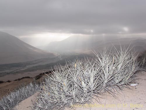 Imágen de Tillandsia macronae (). Haga un clic para aumentar parte de imágen.