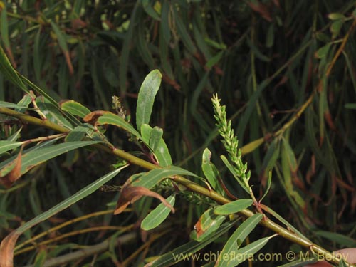 没断定的植物 sp. #1959的照片