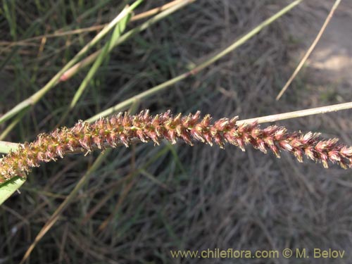 Poaceae sp. #1957の写真