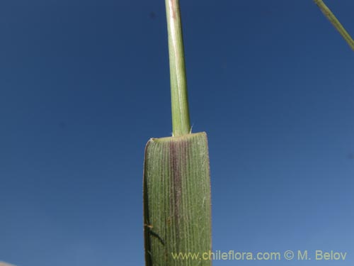 Imágen de Poaceae sp. #1957 (). Haga un clic para aumentar parte de imágen.