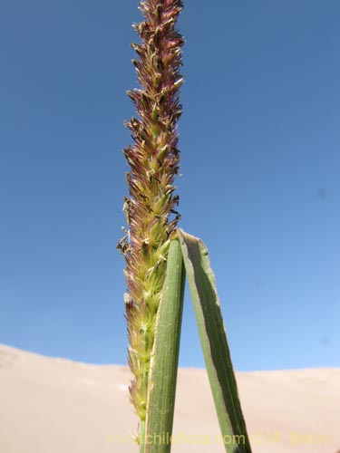 Image of Poaceae sp. #1957 (). Click to enlarge parts of image.