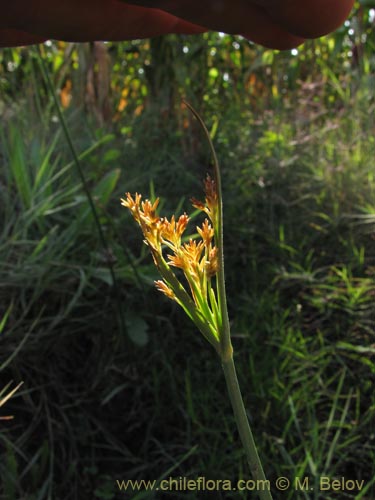 未確認の植物種 sp. #1960の写真