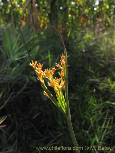 Image of Unidentified Plant sp. #1960 (). Click to enlarge parts of image.