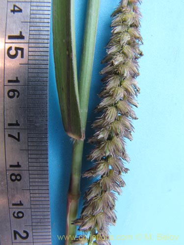 Poaceae sp. #1957的照片