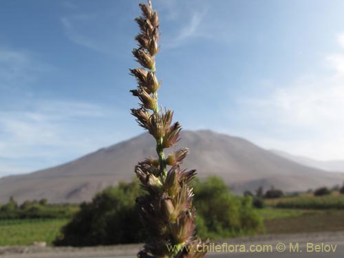 Image of Poaceae sp. #1957 (). Click to enlarge parts of image.