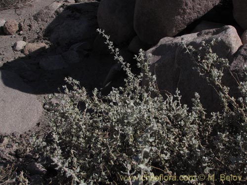 Bild von Atriplex imbricata (). Klicken Sie, um den Ausschnitt zu vergrössern.