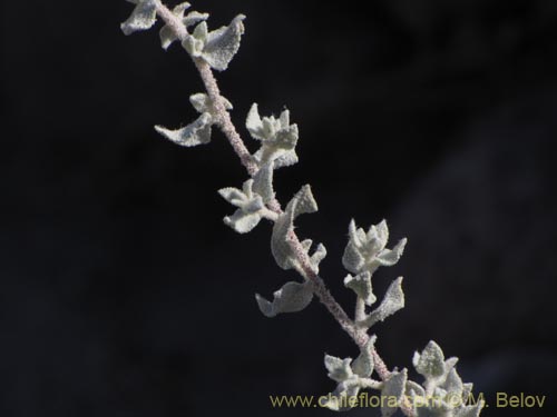 Imágen de Atriplex imbricata (). Haga un clic para aumentar parte de imágen.