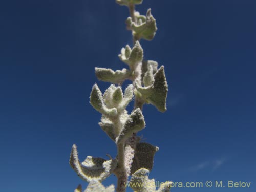 Image of Atriplex imbricata (). Click to enlarge parts of image.