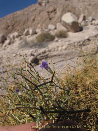 Imágen de Reyesia juniperoides (). Haga un clic para aumentar parte de imágen.