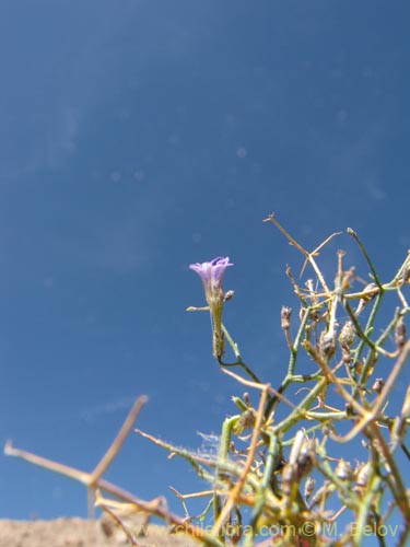 Reyesia juniperoidesの写真