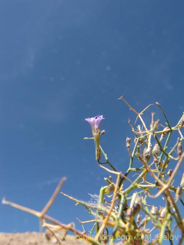 Imágen de Reyesia juniperoides (). Haga un clic para aumentar parte de imágen.