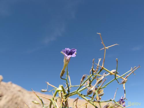 Bild von Reyesia juniperoides (). Klicken Sie, um den Ausschnitt zu vergrössern.