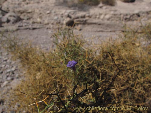 Bild von Reyesia juniperoides (). Klicken Sie, um den Ausschnitt zu vergrössern.