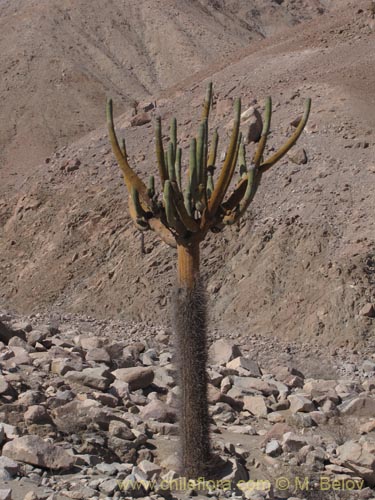 Bild von Browningia candelaris (Candelabro / Cardón / Browningia). Klicken Sie, um den Ausschnitt zu vergrössern.