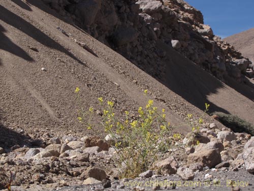 Imágen de Brassicaceae sp. #2015 (). Haga un clic para aumentar parte de imágen.