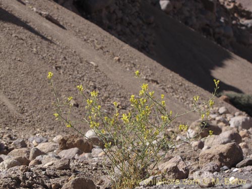 Imágen de Brassicaceae sp. #2015 (). Haga un clic para aumentar parte de imágen.