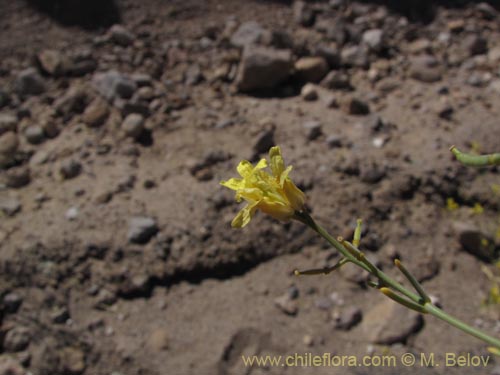 Imágen de Brassicaceae sp. #2015 (). Haga un clic para aumentar parte de imágen.