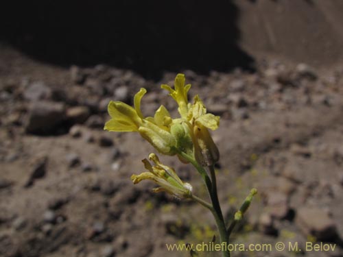 Brassicaceae sp. #2015の写真