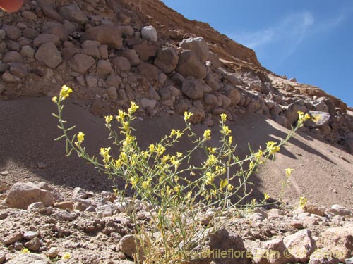 Imágen de Brassicaceae sp. #2015 (). Haga un clic para aumentar parte de imágen.