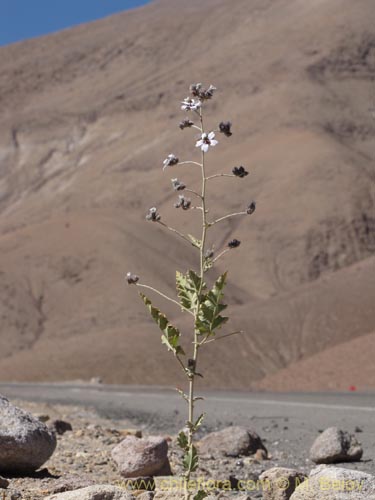 Image of Tarasa operculata (). Click to enlarge parts of image.