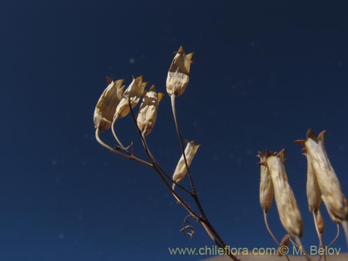 Imágen de Tagetes multiflora (). Haga un clic para aumentar parte de imágen.