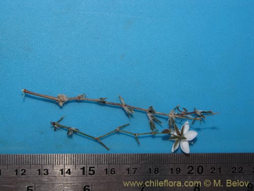 Image of Spergularia (). Click to enlarge parts of image.