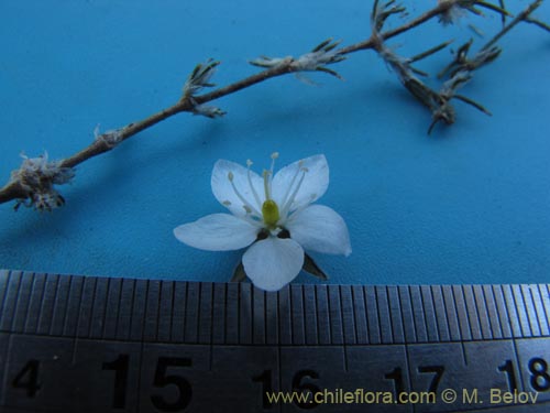 Image of Spergularia (). Click to enlarge parts of image.